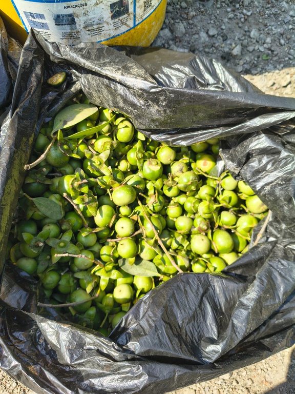 a imagem mostra um saco preto no chão, contendo centenas de frutos verdes de mangue-maçã, ainda com ramos e folhas.