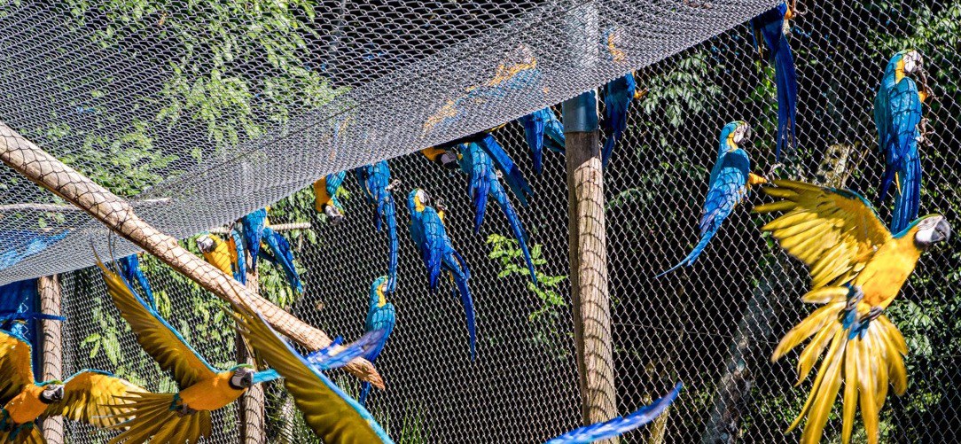 Mapeamento elaborado pelo Ibama otimizará estratégias de controle e fiscalização do comércio da fauna