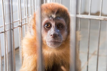 2026-02-25 Macaco-prego, espécie de primata na lista da Cites.jpg