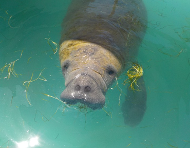 2026-02-25 Peixe-boi-marinho, também constante nos apêndices da Cites.png