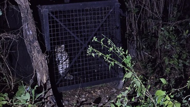 Em um local de mata, à noite, uma onça-pintada está agachada dentro de uma grande gaiola com grades pretas, onde foi capturada pela equipe da força-tarefa coordenada pelo Ibama.
