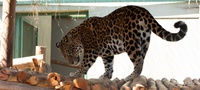 Onça-pintada em reabilitação vai para santuário da espécie em Goiás