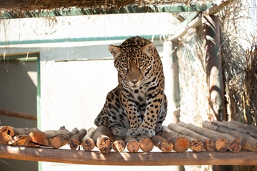 Animal ficará em “santuário” goiano até a soltura