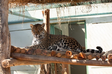 Um ano após o resgate, onça ganhou 40 kg