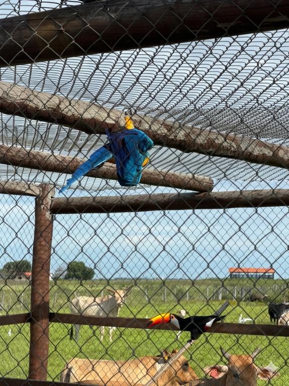 2026-04-01 Registro de tucanos e arara durante fiscalização ambiental realizada pelo Ibama em MT.jpeg