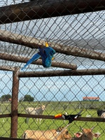 Operação Artemis combate tráfico de animais e identifica quase 200 animais irregulares em MT