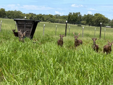 2026-04-01 Veado-campeiro mantido em cativeiro durante a Operação Artemis, em MT.jpeg