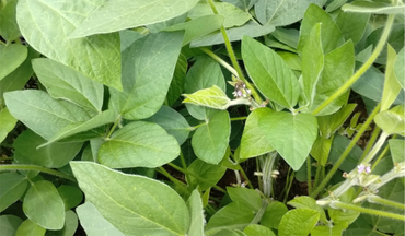 2026-01-27 Operação piloto no DFl integra estratégia do Ibama de fortalecimento da fiscalização do uso de agrotóxicos com potencial dano a polinizadores.png