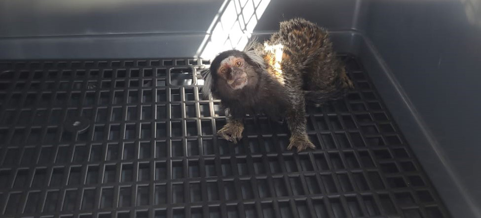 Ação resultou na apreensão de 28 animais silvestres e aplicação de R$ 400 mil em multas