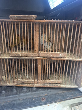 Uma gaiola com cerca de 30 centímetros de largura e 20 centímetros de altura, feita em madeira e dividida em quatro partes, acondiciona oito pequenas aves que estavam sendo ilegalmente ofertadas para venda na feira de Duque de Caxias, no Rio de Janeiro. Algumas aves têm penas brancas, beges e marrons; outras apresentam coloração amarela com detalhes em preto