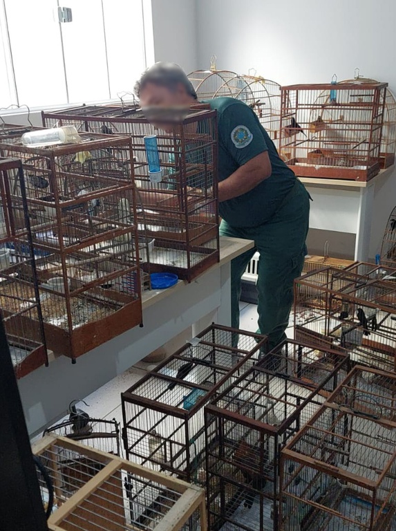 a foto mostra um agente ambiental do Ibama em recinto com diversas gaiolas de aves no chão e sob bancadas. Ele maneja uma das gaiolas.