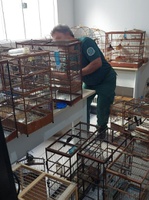 Operação do Ibama expõe tráfico de aves silvestres em Mato Grosso