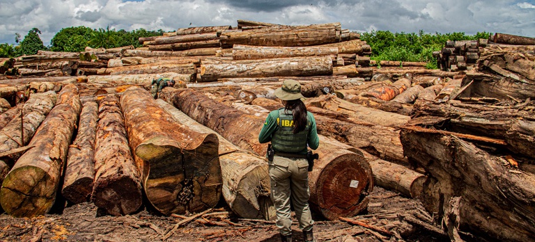 2026-03-10 Equipe de Fiscalização faz medição de diâmetro de madeira retiradas em pátio de serraria ilegal.jpg