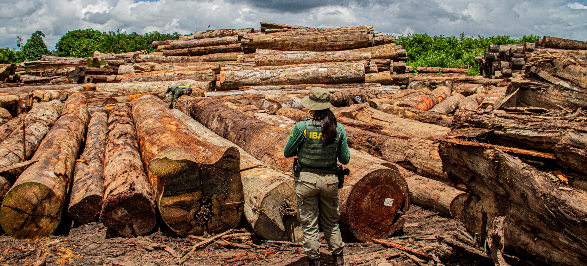Ação conjunta do Ibama e ICMBio identificou 70 madeireiras com irregularidades e bloqueou 20 mil m³ de créditos florestais suspeitos
