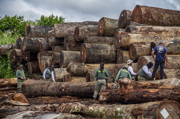 2026-03-10 Toras de madeira extraídas ilegalmente no município de Anapu, no Pará.jpg
