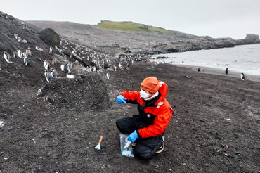 2026-03-31 Acompanhamento de coleta de solo em colônia de pinguins-gentoo por pesquisador do Projeto Fioantar.jpeg