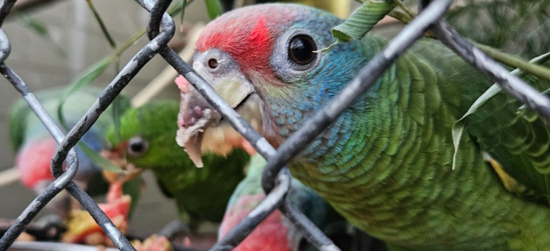 Aves seriam vítimas do tráfico internacional, mas foram recuperadas pelo Ibama ainda nos ovos no Aeroporto do Galeão