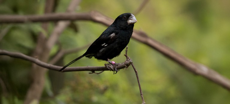 2026-02-02 Pássaro canoro, bicudo está ameaçado de extinção no Brasil.jpg