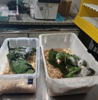 Periquitões-maracanãs resgatados no interior do Acre são recebidos pelo Ibama