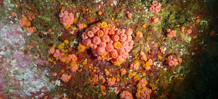 2026-02-09 Coral-sol em costão rochoso do litoral catarinense.jpeg