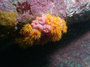 2026-02-09 Coral-sol (Tubastraea coccínea).jpeg