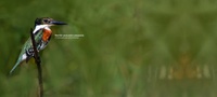 Programa Caminhos da Biodiversidade: Ibama abre participação pública no mapeamento de iniciativas e projetos