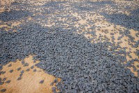 Programa do Ibama usa monitoramento por satélite para ampliar proteção de quelônios