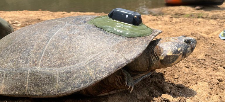 2026-01-20 Animais monitorados pela equipe do PQA sistema de rastreamento por satélite.JPG