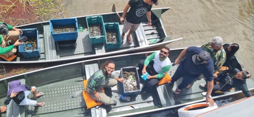 2026-03-04 Equipes e comunidades locais atuando juntas na soltura de quelônios amazônicos.jpg