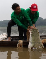 Resultados do manejo sustentável do pirarucu são publicados em cartilha no AM