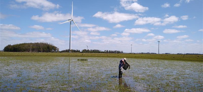 2026-04-08 Dados do monitoramento de peixes em áreas sazonalmente alagadas no Chuí (RS) foram incluídos no SISBia.jpg