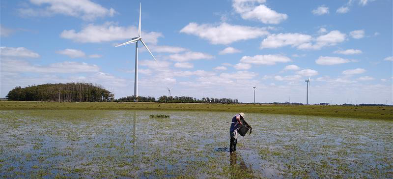 Gerido pelo Ibama, o SISBia reúne registros de fauna, flora e cursos hídricos referentes a empreendimentos do licenciamento ambiental federal
