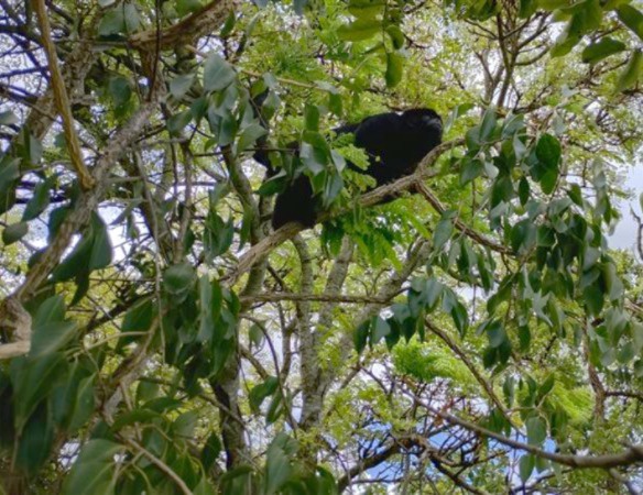 2026_03_19-soltura_MG