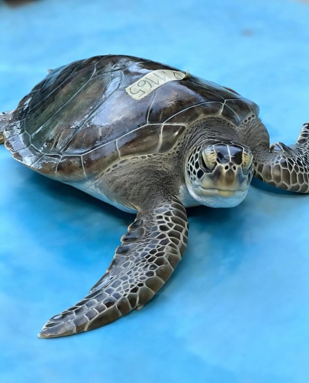 2026-03-31 Encontrada em cativeiro irregular, tartaruga marinha pôde voltar à natureza.jpeg