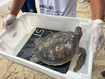 2026-03-31 Tartaruga marinha reabilitada voltou para o mar.jpg