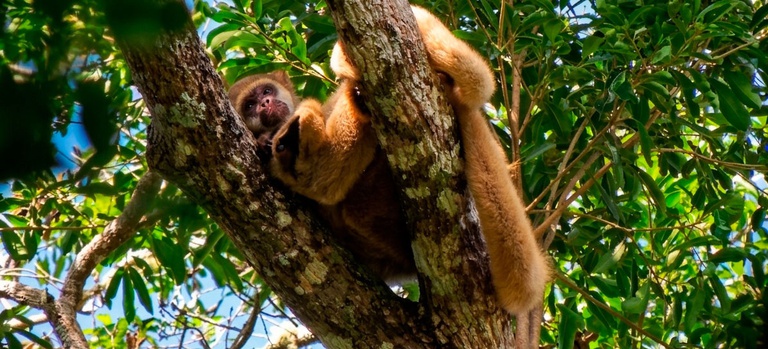 2026-04-01 Espécie criticamente ameaçada, o muriqui sofre com a perda de habitat e a fragmentação florestal.jpg