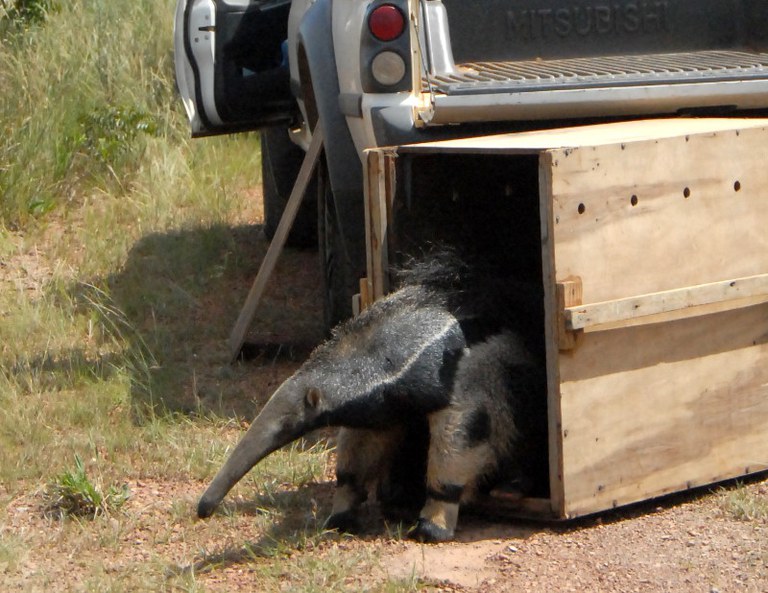 soltura_tamandua.jpg
