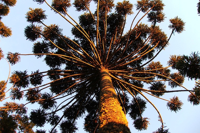araucaria.JPG