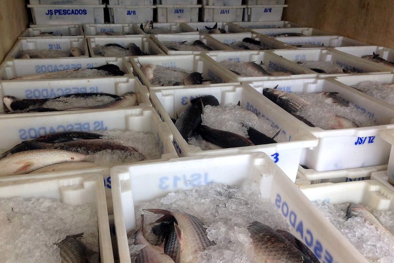 pescado_apreendido_em_sc.jpg