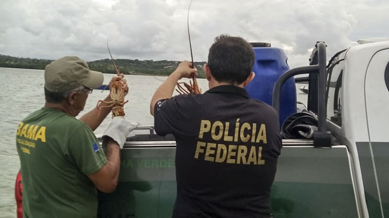 apreensao_de_lagostas.jpg