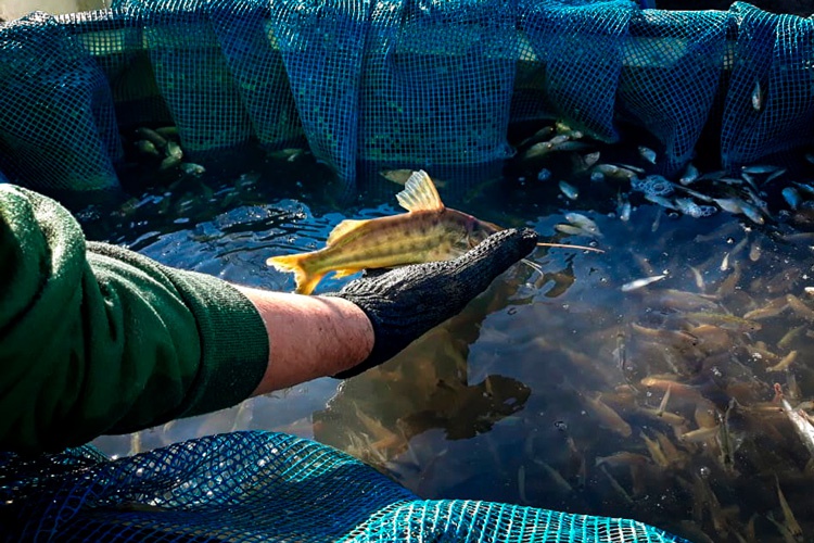 2019-09-peixes-BA-03-p2.jpg