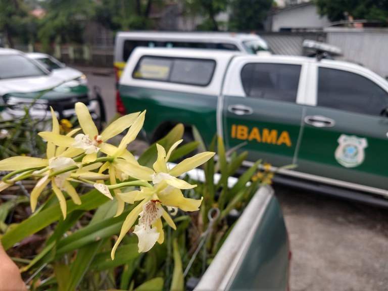 Operação combate comércio ilegal de orquídeas em Pernambuco — Ibama