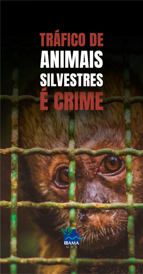 2020-19-1-Trafico-macaco.png