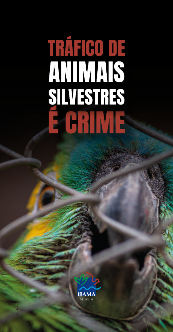 2020-19-4-Trafico-papagaio.png