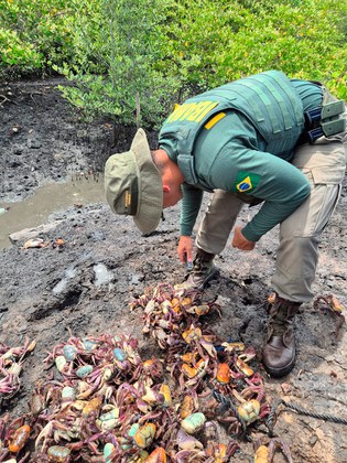 Ibama fiscaliza e multa comércios durante defesos do caranguejo-uçá e da lagosta no RN