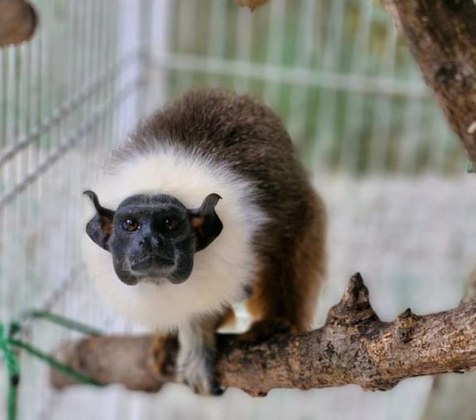 Ibama coordena resgate, cuidado e destinação de primatas da Amazônia em ação de conservação da fauna