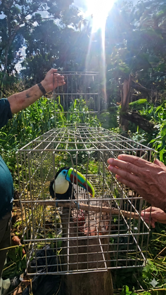 Ibama realiza primeira soltura de animal silvestre reabilitado no Cetas de Benevides (PA)
