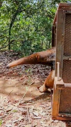 Filhote de tamanduá-bandeira é devolvido à natureza após reabilitação no Cetas do Ibama em Goiânia