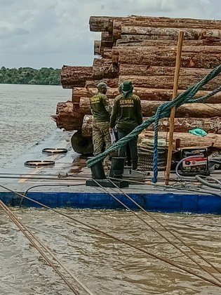 Operação Piraíba combate pesca predatória e extração ilegal de madeira no Pará