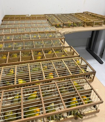 Brasil devolve 440 canários-da-terra à Venezuela após ação contra o tráfico de fauna